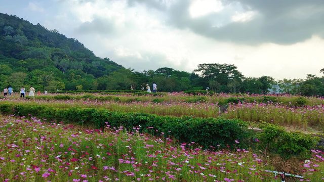 漫山遍野的粉色花瓣
