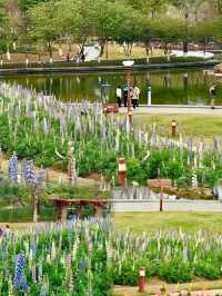 闖進春日油畫！佛山限定魯冰花花海