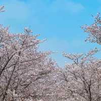 顧村公園櫻花季，人潮中尋得爛漫之美🌸