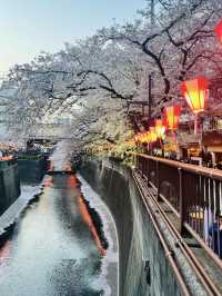 目黑川的浪漫之旅：東京的水岸風情