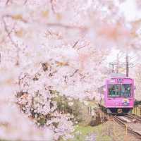 🌸2025日本關西賞櫻攻略 | 必去景點大揭秘！