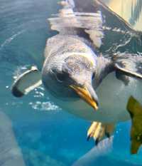 海花島海洋公園 動物互動攻略大放送