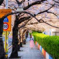 🌸 【釜山必去】南川洞櫻花路超全攻略！私藏拍照點+路線+美食*