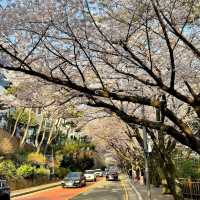 釜山賞櫻一日遊🌸 快複製這條路線