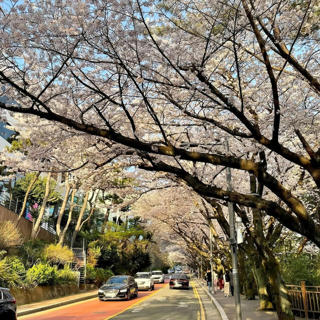 釜山賞櫻一日遊🌸 快複製這條路線