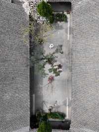 竟然成都市區內千年古寺的玉蘭花美得令人驚嘆