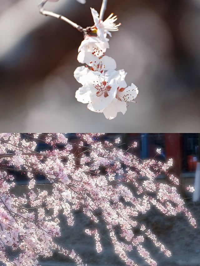 湖南常德賞桃花好去處推薦‖打卡避坑攻略