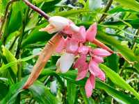 Springtime in Guangzhou: Cats & Blossoms in Zhujiang Park