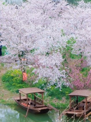 Hundred Acres of Cherry Blossoms