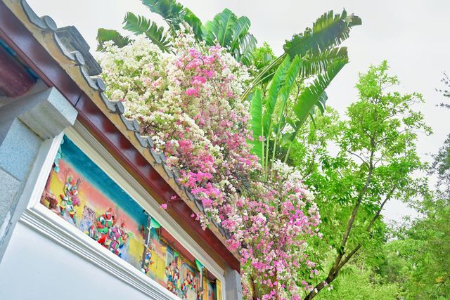 深圳園博園的簕杜鵑瀑布盛宴