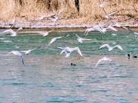 春日奇遇記 | 太原汾河公園的海鷗盛宴
