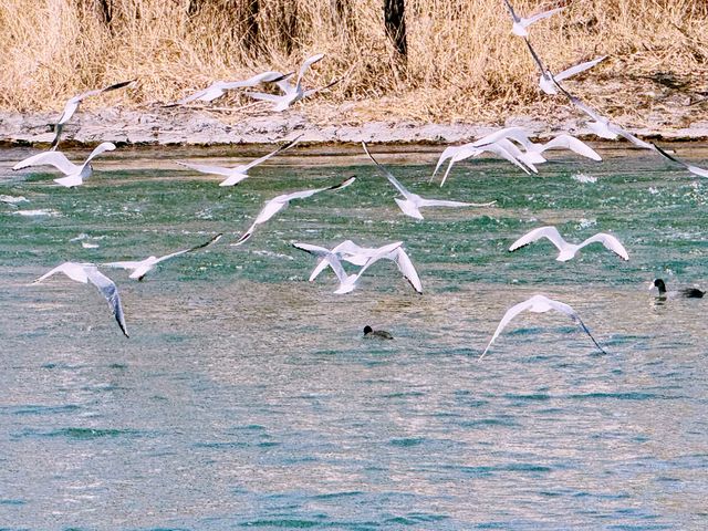 春日奇遇記 | 太原汾河公園的海鷗盛宴