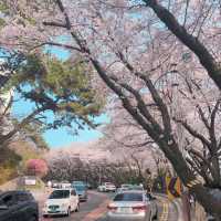 釜山限定浪漫🌸 迎月路海邊櫻花嘉年華