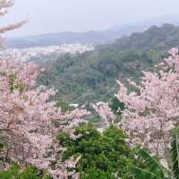 嘉義藏著個超美「粉紅村」！一秒出國賞櫻🌸