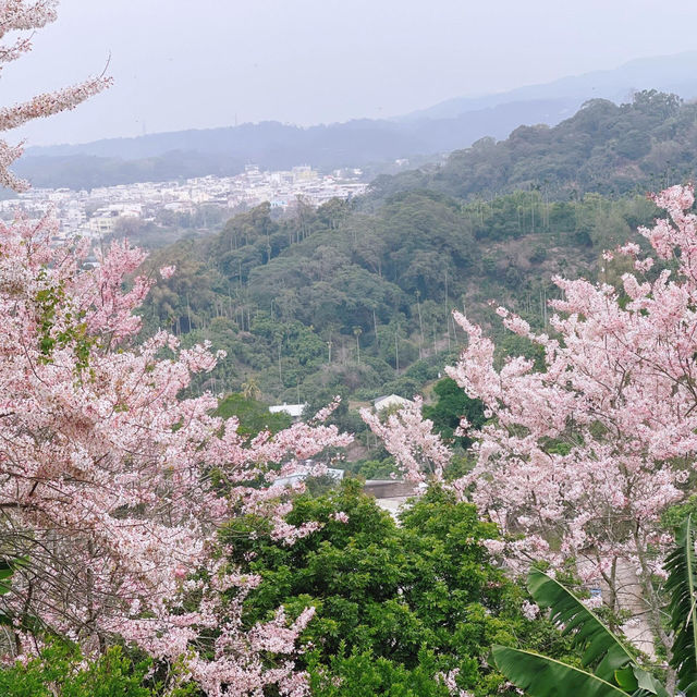 嘉義藏著個超美「粉紅村」！一秒出國賞櫻🌸