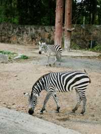 清邁夜間動物園丨遛娃好去處 動物愛好者友好 快去快去