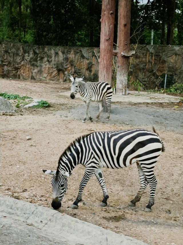 清邁夜間動物園丨遛娃好去處 動物愛好者友好 快去快去