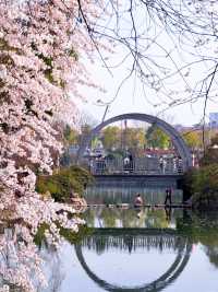 各位，望月公園嘅櫻花唔等人喇！宜家就出發啦！