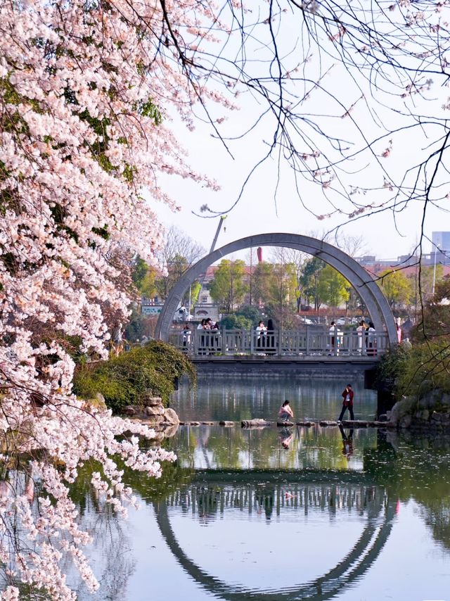 各位，望月公園嘅櫻花唔等人喇！宜家就出發啦！