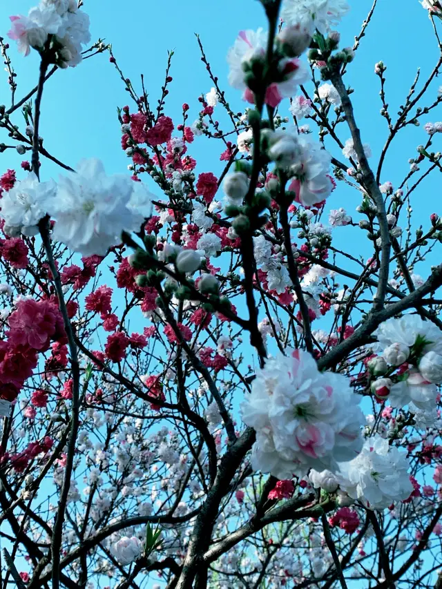Must-Visit Spring Destination in Hangzhou | Peach Blossoms at Quyuan Fenghe
