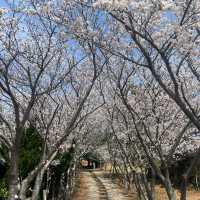 濟州島限定！彩虹公路旁的夢幻賞櫻寶藏地🌸