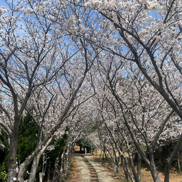 濟州島限定！彩虹公路旁的夢幻賞櫻寶藏地🌸