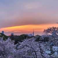 🌸福岡遊之舞鶴公園賞櫻🌸 