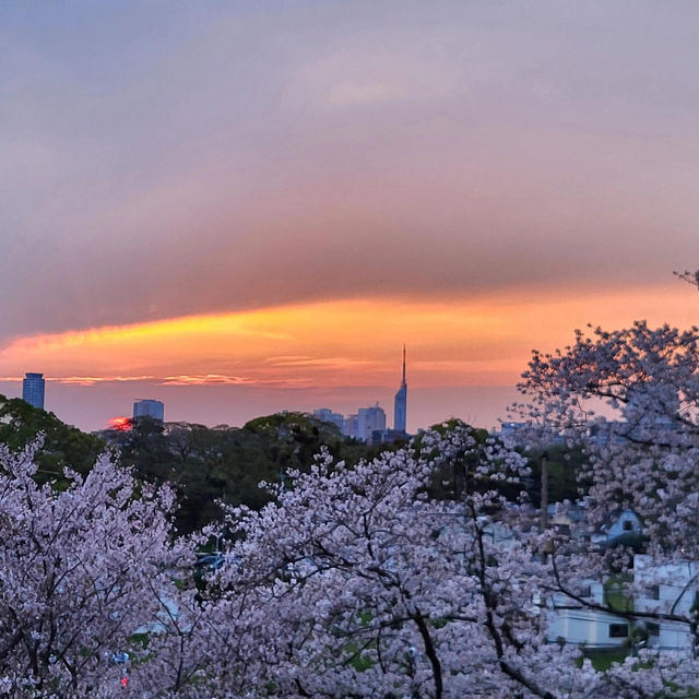 🌸福岡遊之舞鶴公園賞櫻🌸 