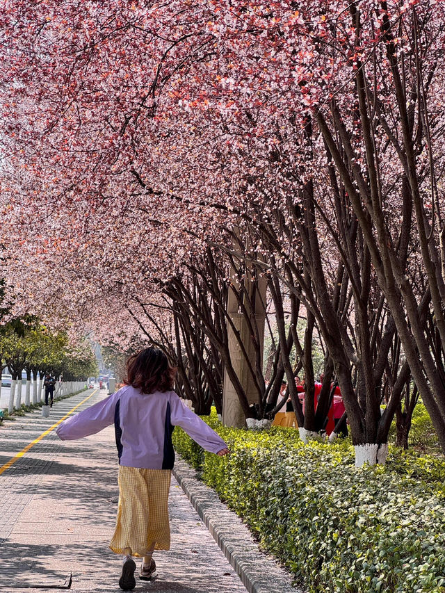 貴陽限定！被櫻花淹沒的公交站🌸