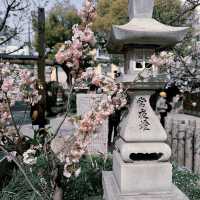 必訪大阪八坂神社！鬧區中的清幽秘境 