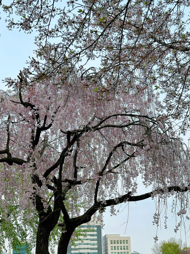 首爾櫻花雨下的美好時光🌸