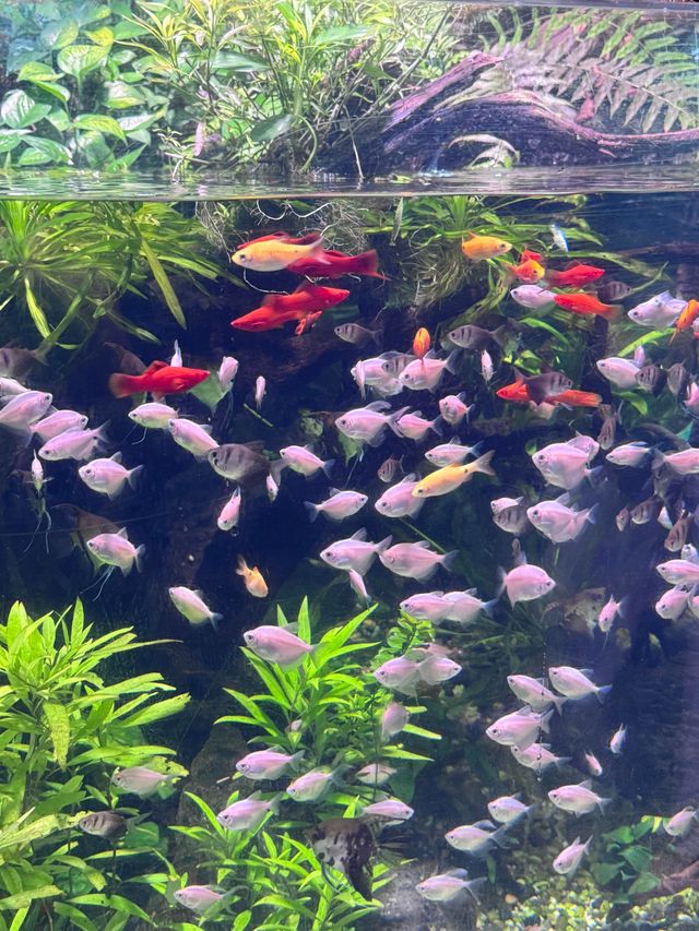 手機直出海底大片！闖入夢幻海洋藍秘境