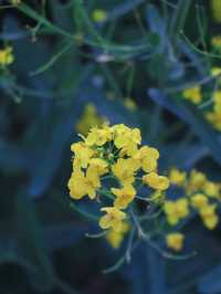 曲靖春日限定 | 寥廓公園賞油菜花攻略