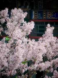 4.16實拍︱大觀園牡丹與紫藤同時在線