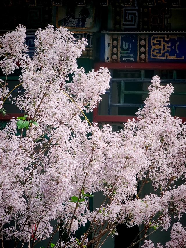4.16實拍︱大觀園牡丹與紫藤同時在線