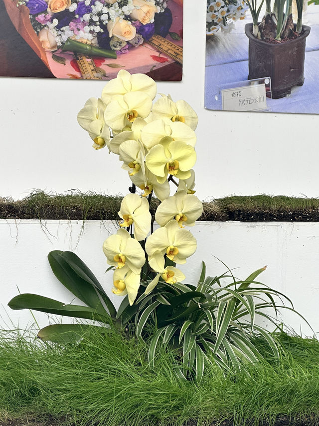 香港維多利亞公園花卉展的魅力！