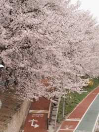 🌸首爾良才市民之林，櫻花秘境🌸