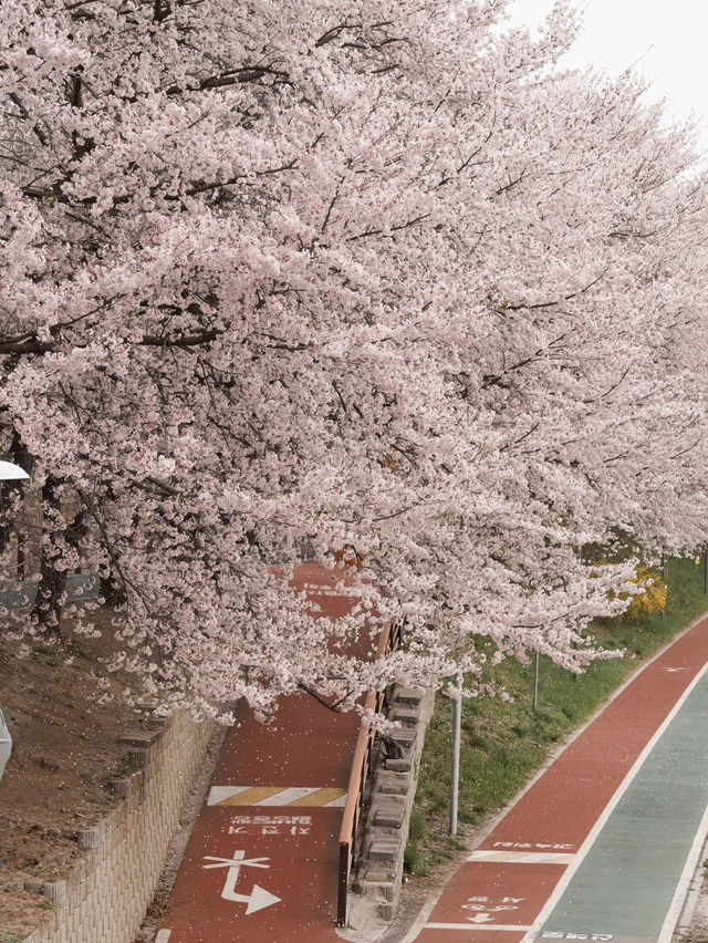 🌸首爾良才市民之林，櫻花秘境🌸