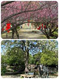 梅花洲花季啱啱好，五一記得早啲安排行程喇