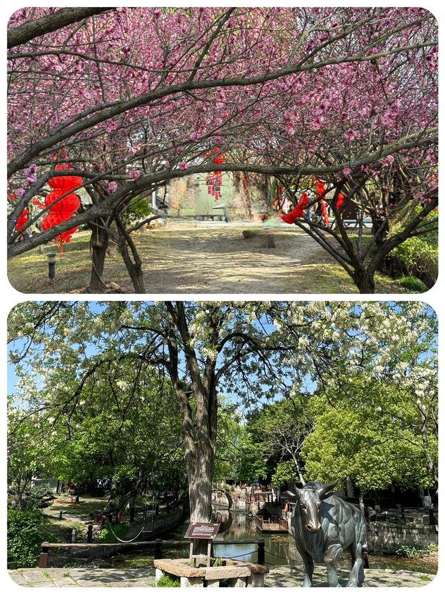 梅花洲花季啱啱好，五一記得早啲安排行程喇