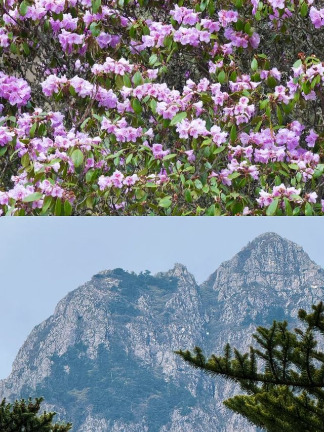 普格已回，最近去玩嘅一定要注意
