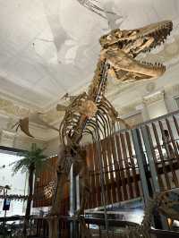 Roar-some Dinosaur Exhibits At The Natural History Museum Of Taiwan 