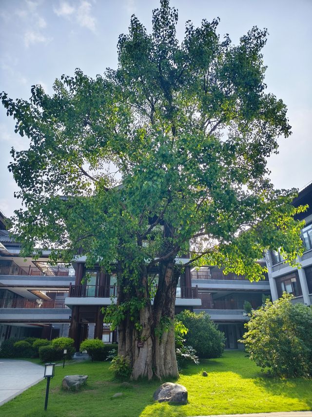 雲浮禪泉溫泉