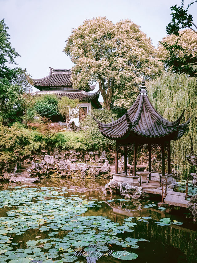 獅子林｜700年禪意園林嘅前世今生