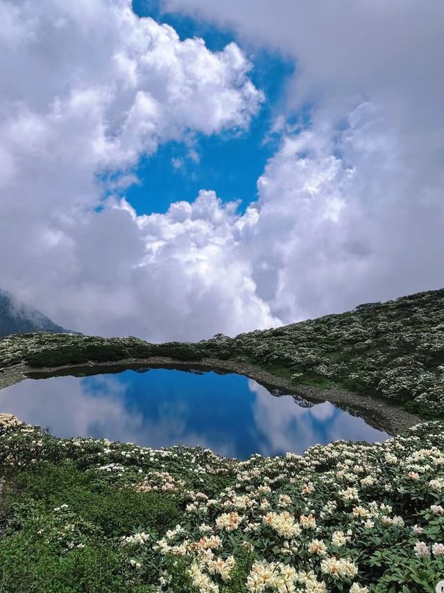 大理蒼山：七月尾嘅杜鵑花
