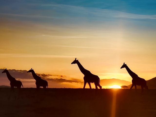 「你與世界只差一場觸動生命的旅行」坦桑尼亞（北部safari