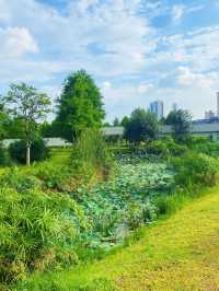 南寧夏日限定｜誤入莫奈花園