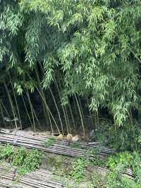 現實版的《綠野仙蹤》就在皖南川藏線！
