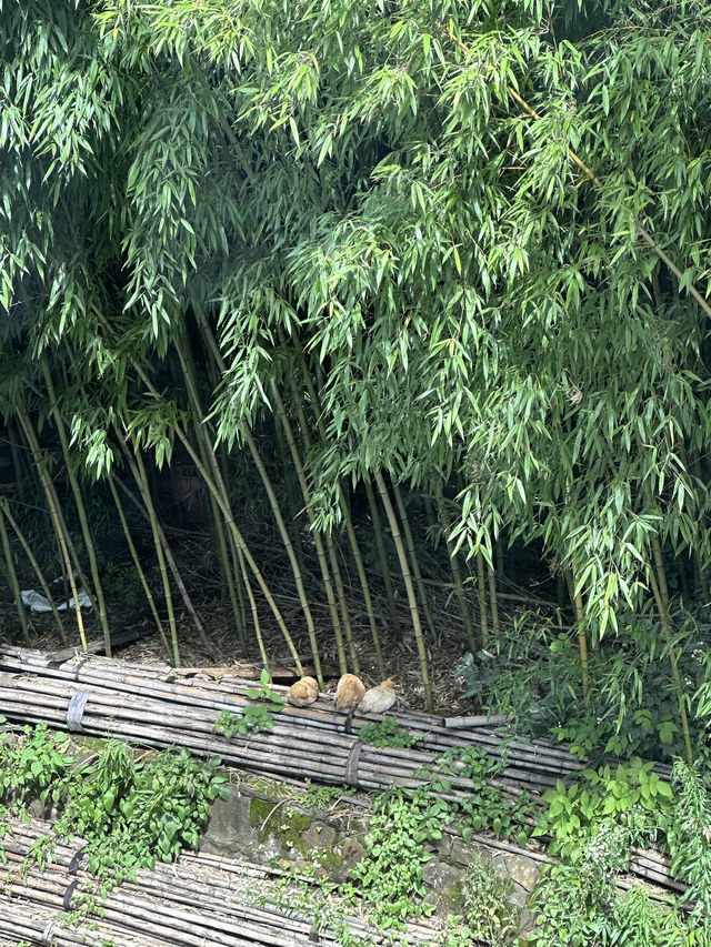 現實版的《綠野仙蹤》就在皖南川藏線！