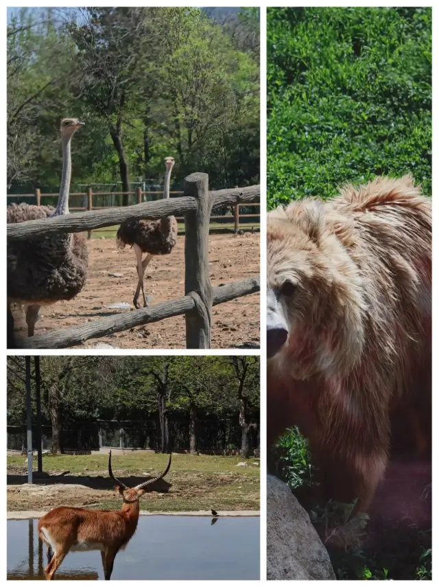 Qinling Cute Pets New Exhibition Area Opened